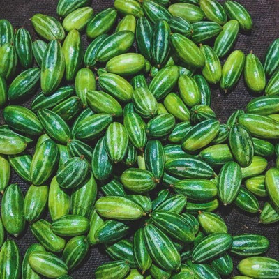 GREENSEA Hybrid Pointed Gourd, Parwal, Potol Seed(34 per packet)