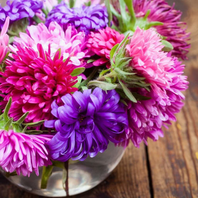 CYBEXIS Annual Flowers, Aster - Carousel Blended Mixed Seed(1 g)
