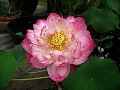 MAA Lotus Seed(10 per packet)