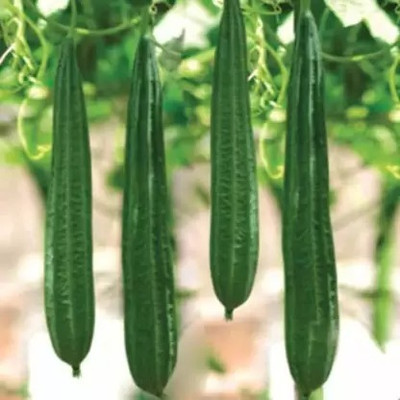 MAA Ridge Gourd, Turai, Luffa Seed(76 per packet)