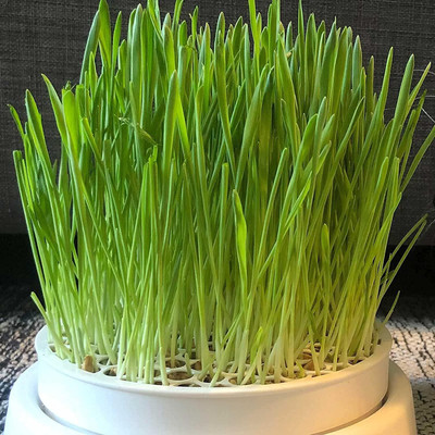 Qualtivate PAU-59 Cat Grass Hard Red Winter Wheat Seed(2000 per packet)