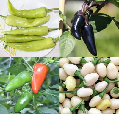 ibains Bullet chilli seeds beez 40 Seed(40 per packet)