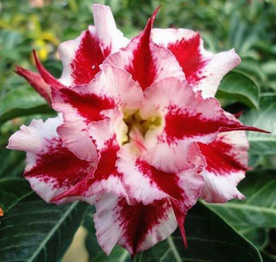 Qualtivate LX-289 Adenium Obesum Desert Roses Double-Comet-red Seed(30 per packet)