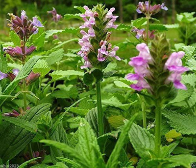 CYBEXIS GUA-15 - Catmint 'Pink Cat'- Nepeta nervosa - (4500 Seeds) Seed(4500 per packet)