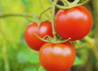 VERTEX AGENCIES tomato Seed(130 per packet)