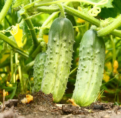 Qualtivate GBPT-9A Cucumber Source F1 Rodnichok Open-Pollinated Seed(300 per packet)