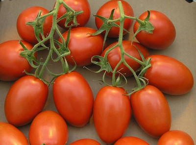 Dbbrothers hybrid tomato seeds for Home Garden pack of 67 Seed(67 per packet)