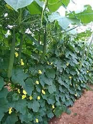 Aywal Dhari Tori F1 Hybrid Vegetable Seed(90 per packet)