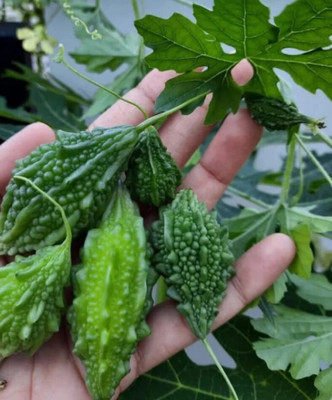 GREENSEA High Yielding Bitter Gourd, Uchchhe, Karela Seed(64 per packet)