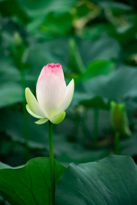 Ghas lotus,kamal seeds Seed(13 per packet)