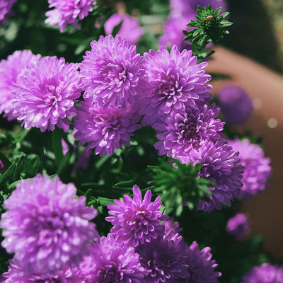 Aywal Aster Seed(30 per packet)