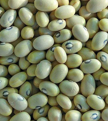 EDEN EARTH LONG BEAN SEEDS Seed(80 per packet)