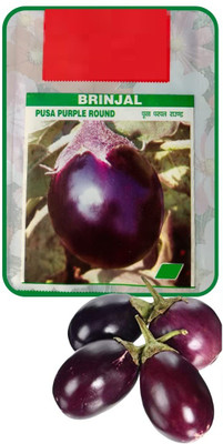 VibeX VXI-19 - BRINJAL (BEGAN EGG PLANT ) - (1350 Seeds) Seed(1350 per packet)