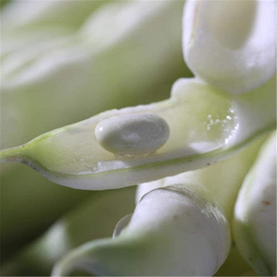 KNESSiN XIV-84 Beans Seed(150 per packet)