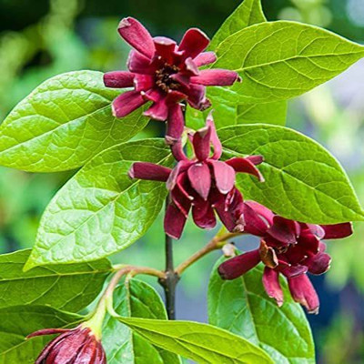 WILLVINE XL-28 SWEETSHRUB Carolina Allspice Seed(50 per packet)
