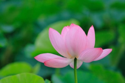 Ganpati lotus,kamal gatta Seed(10 per packet)