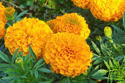 GRAXY marigold/gende ka phool flower seeds Seed(50 per packet)