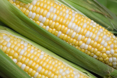 Biosnyg Butter and Sugar Corn Seeds-100 Seeds/10gm Seed(100 per packet)