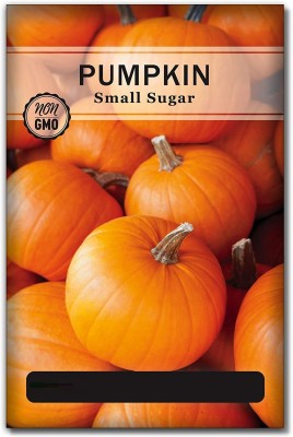 Qualtivate AXL-1AT Small Sugar Pumpkin Seed(50 per packet)