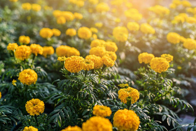 Brioni marigold,gende ka phool seeds Seed(20 per packet)