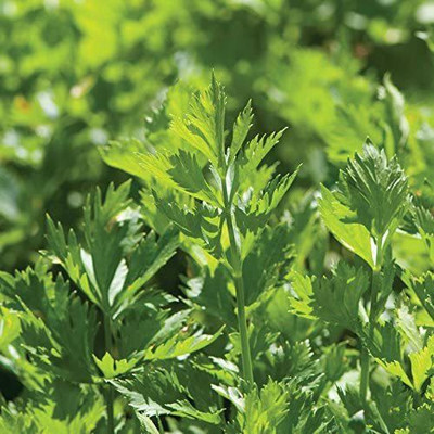 VibeX VXI-70 - Herb Celery Cutting - (750 Seeds) Seed(750 per packet)