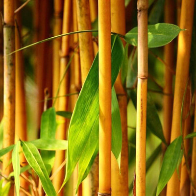 BDSresolve Yellow bamboo seeds PACK OF 23 Seed(23 per packet)