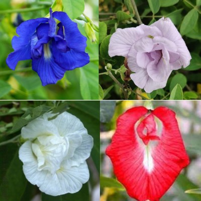 AloGardening Aparajita Double Mixed Seeds, Butterfly Pea Seeds, Clitoria Ternatea Seed(20 per packet)