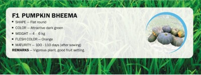 VibeX F1 PUMPKIN BHEEMA(100 Seeds) Seed(100 per packet)