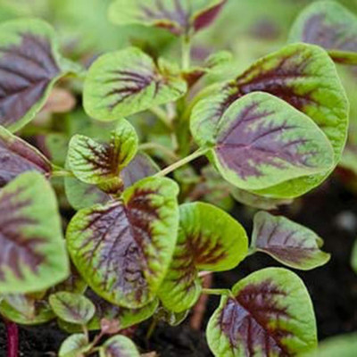 KNESSiN IX-90 Red Stripe Amaranthus Seed(200 per packet)