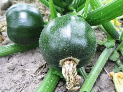 CYBEXIS Zucchini Eight Ball Seeds400 Seeds Seed(400 per packet)
