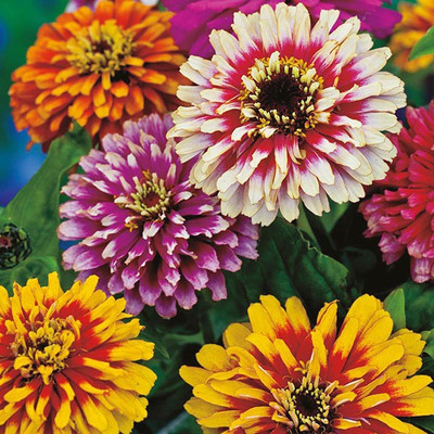M-Tech Gardens Zinnia Flower Seed(30 per packet)
