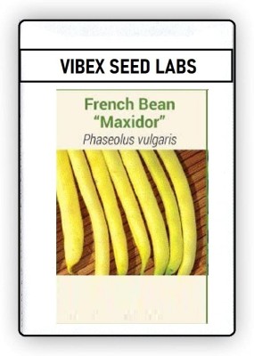 CYBEXIS F1 Hybrid French Bean Maxidor Seeds400 Seeds Seed(400 per packet)