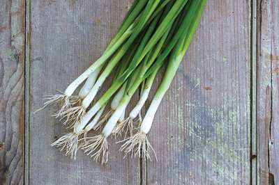 VibeX XLL-1 - Evergreen Long White Bunching Onion - (4500 Seeds) Seed(4500 per packet)