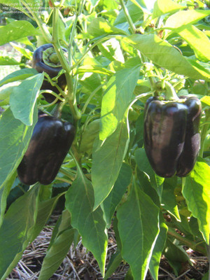 WILLVINE LXI-384 Purple Capsicum/Pepper Seeds Seed(200 per packet)