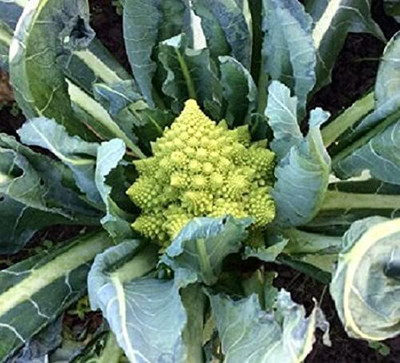 Qualtivate EXL-4AT F1 Romanesco Broccoli Seed Seed(300 per packet)