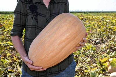 VibeX ® RXI-686 Kentucky Field Pumpkins Butternut Winter Squash Seed(50 per packet)