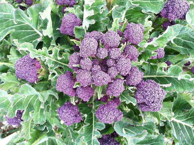 WILLVINE GOI -XIII Purple Sprouting Broccoli Vegetable Seeds [5g] Seed(1500 per packet)