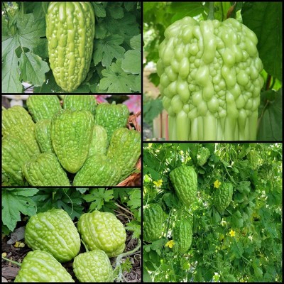 KNESSiN Bitter gourd white chinese variety vegetable seeds Seed(100 per packet)