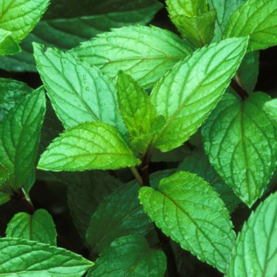 FOURGANIC Peppermint (Mentha×piperita) Seed(1000 per packet)