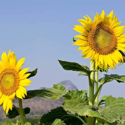 VibeX XL-63 - Mammoth Grey Stripe Sunflower - (450 Seeds) Seed(450 per packet)