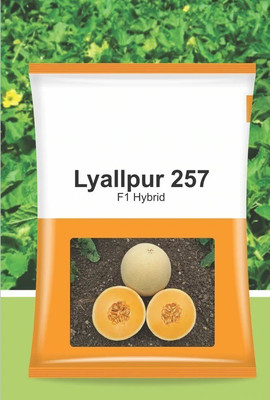 VibeX PUAS-94 - Lyallpur F1 Hybrid Muskmelon - (150 Seeds) Seed(150 per packet)