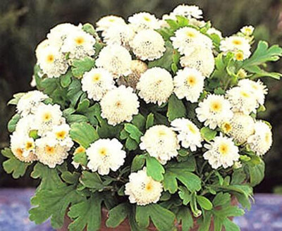 Qualtivate NBIR-97 White Stars Dwarf - Chrysanthemum Tanacetum Parthenium - Flower Seeds Seed(25 per packet)
