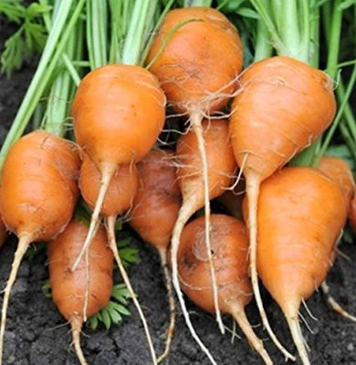 CYBEXIS HUA-48 - Parisian Round Carrot - (2250 Seeds) Seed(2250 per packet)