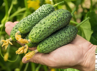 Qualtivate RES-5A Cucumber Bush Gherkin Early Pickling Seed(300 per packet)