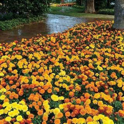CYBEXIS NBIR-42 - Hot Pak Mixture Marigold - (750 Seeds) Seed(750 per packet)
