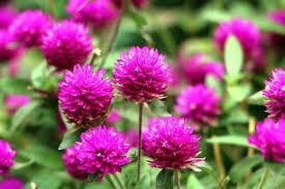Lorvox Gomphrena Mixed Colour Flower Seeds Hybrid F1 Seed(85 per packet)