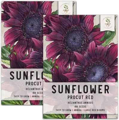 CYBEXIS VXI-70 - Procut Red Sunflower (Helianthus annuus) - (1350 Seeds) Seed(1350 per packet)