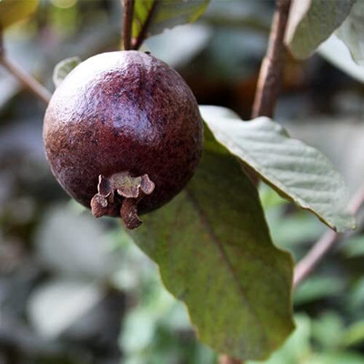 Aywal Guava, Amrood, Amrud, Psidium, Guajava Seed(10 per packet)