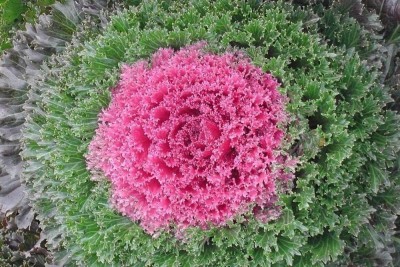 CYBEXIS Flowering Kale Flowering Cabbage - Kamome Pink Seed(50 per packet)