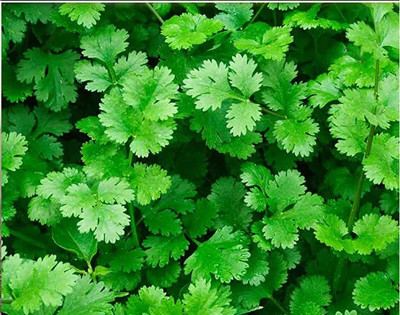 CYBEXIS LX-81 - Herb Cilantro Calypso - (2250 Seeds) Seed(2250 per packet)